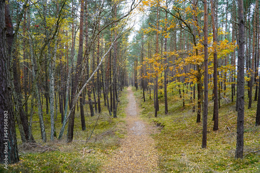Path in the autumn mixed forest 