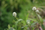 Beautiful White Flower Grass
