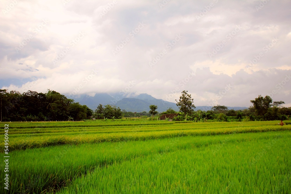 Amazing Wide Rice Fields. Amazing Wide Rice Fields.