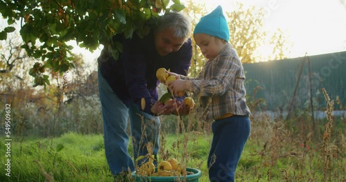 little happy child picking apples with grandfather in the garden in autumn. autumn garden and harvest by child and grandfather