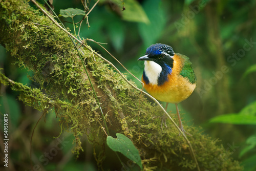 Canvas Print Pitta-like Ground-Roller - Atelornis pittoides  colorful bird in the ground roll