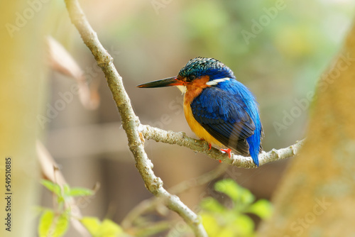 Malagasy or Madagascar Kingfisher - Corythornis vintsioides blue bird in Alcedinidae in Madagascar, Mayotte and the Comoros, natural habitat is subtropical or tropical mangrove forests.