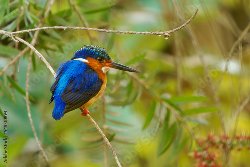 Malagasy or Madagascar Kingfisher - Corythornis vintsioides blue bird in Alcedinidae in Madagascar, Mayotte and the Comoros, natural habitat is subtropical or tropical mangrove forests.