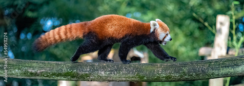 A red panda, Ailurus fulgens, walking on a branch
 photo