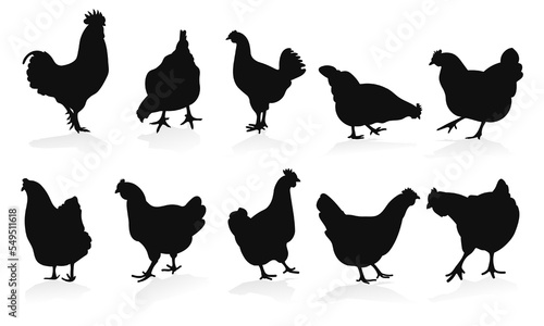Print op canvas Set cock, cockerel, rooster, chicken, hen, chick, position standing, poultry sil