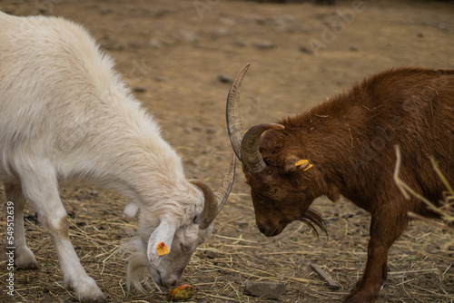 kozy walczące na rogi o jabłko