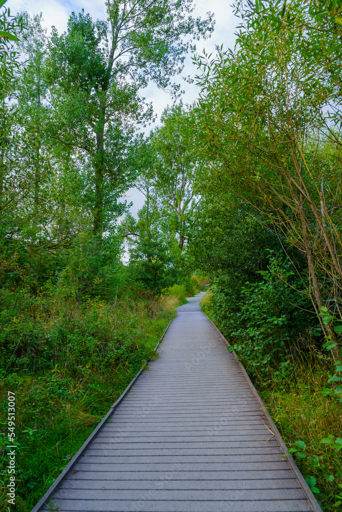 Fototapeta premium Boardwalk footpath among trees, the Lake District