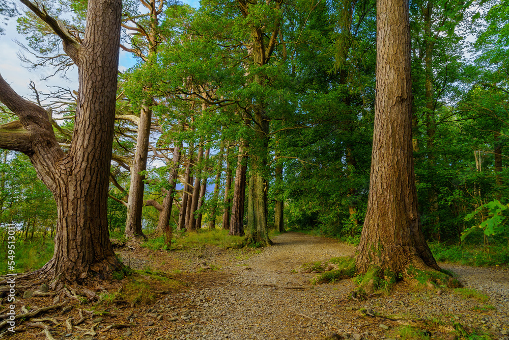 Naklejka premium Footpath among trees in Calfclose Bay, the Lake District