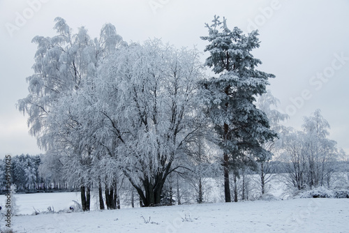 Russia.Karelia.Kostomuksha. Trees in frost on a frosty day.
