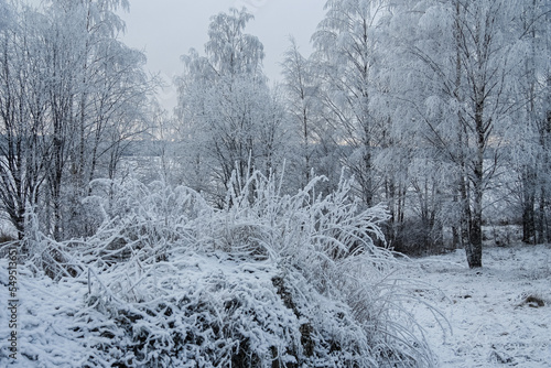 Russia.Karelia.Kostomuksha. Trees and grass in frost on a pink sky background.