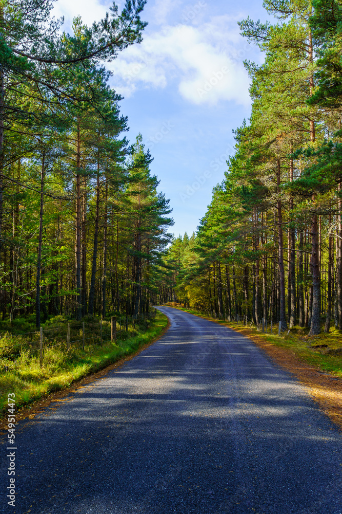 Fototapeta premium Forest road in Cairngorms National Park