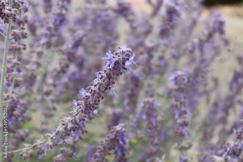Selective focus closeup of lavender in a field