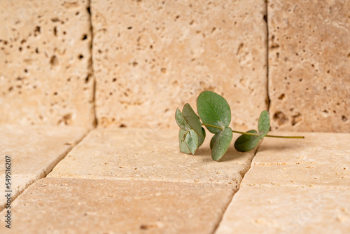 Travertine tile background with eucalyptus branch. photo