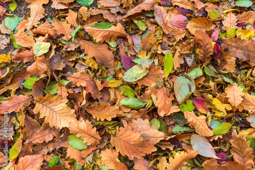 Fallen leaves in the forest