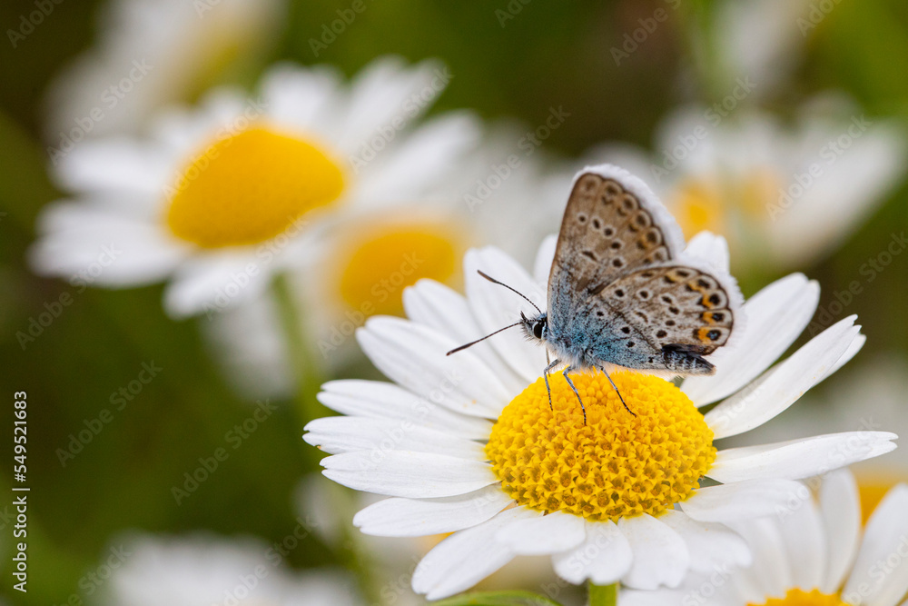 Fototapeta premium butterfly on a white daisy