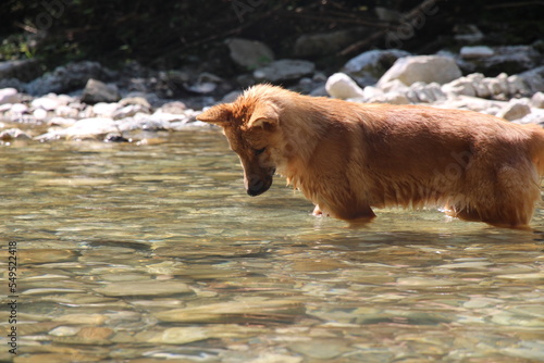 A small, beautiful red dog bathes in a mountain river