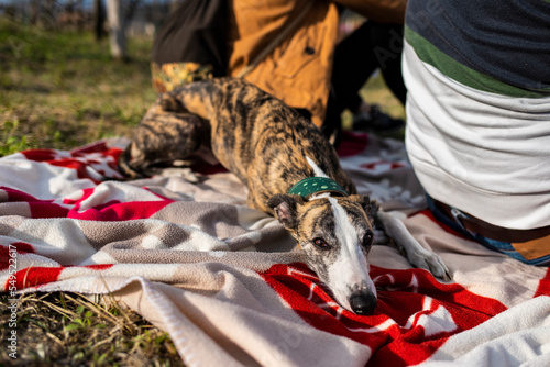 greyhound lying on a blanket on the picnic