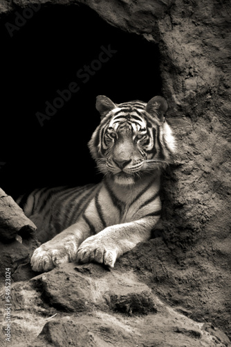 Siberian Tiger © Matheus