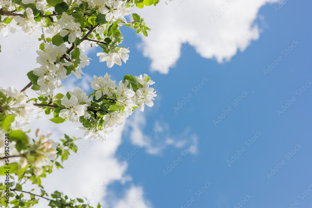 blooming branch of an apple tree against a background of white cumulus clouds against a blue sky, beautiful large thunderclouds in the sky. background of nature. freedom and flight above the earth