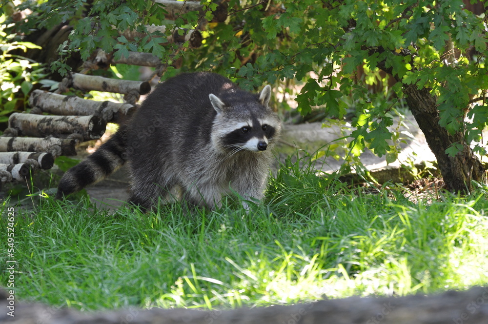 Obraz premium Raccoon