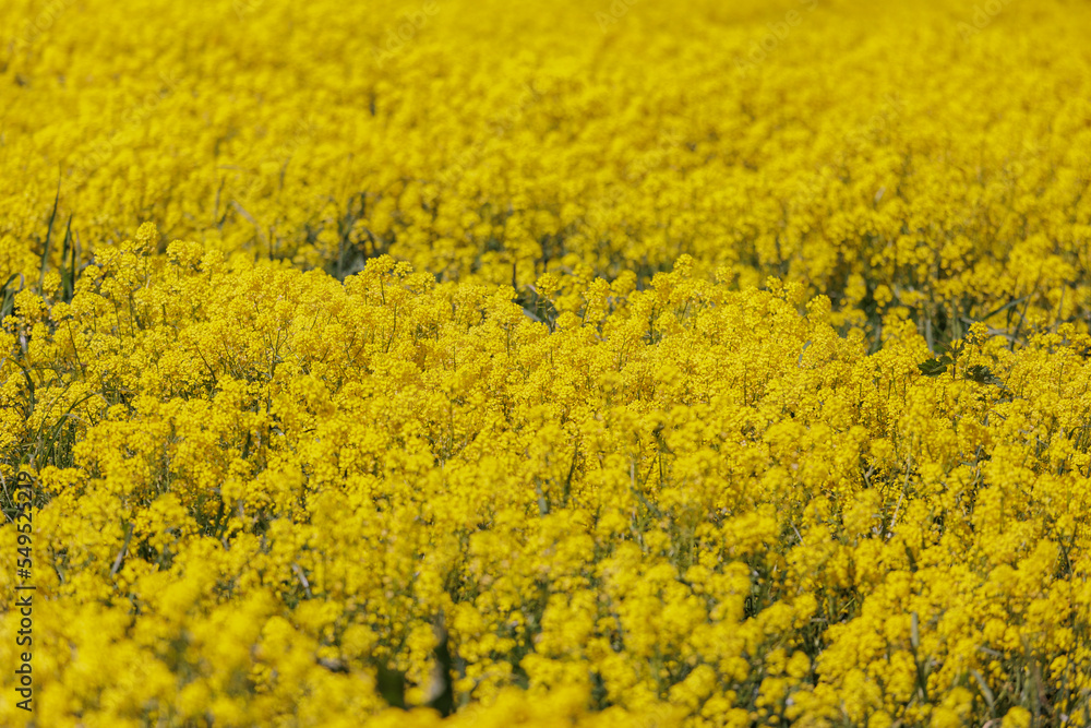 field of yellow flowers on a blue sky background. natural background, beautiful view of the yellow field of flowering rapeseed. agricultural crops and crop maturation. agricultural region cultivation