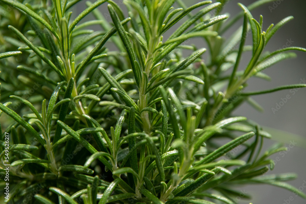 Close up of rosemary leaves Close up of rosemary leaves