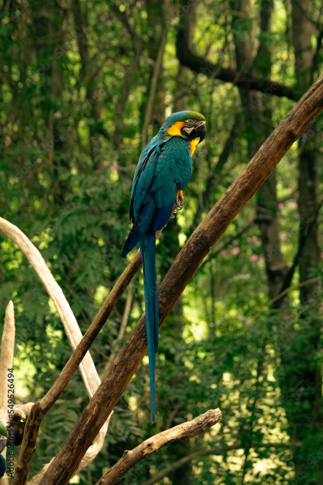 Obraz premium Blue-and-yellow macaw