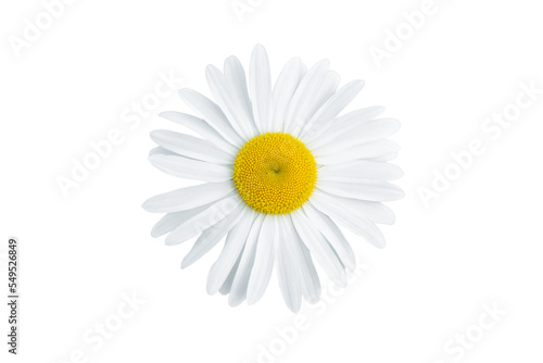 Chamomile single flower isolated on white background, top view. Medicinal herb.