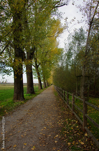 Albero, autunno e strada