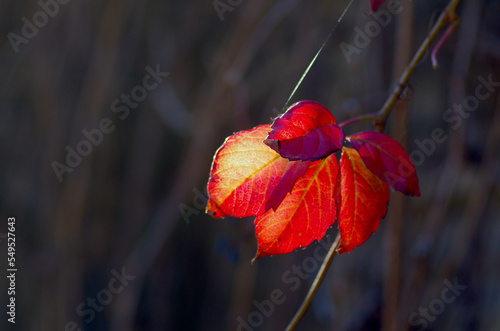 foglia rossa
