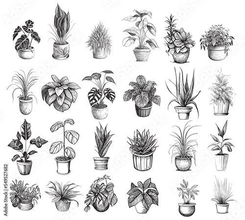 Home plants collection sketch hand drawn engraved style Vector illustration.