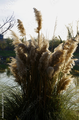 Pianta di papiro