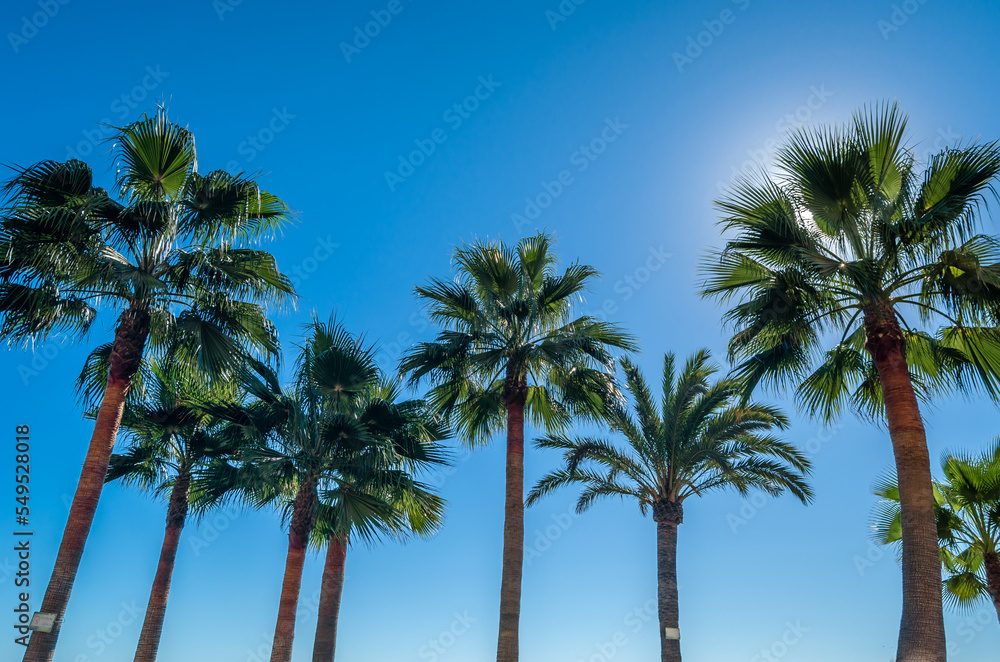Palm tree, tropical background