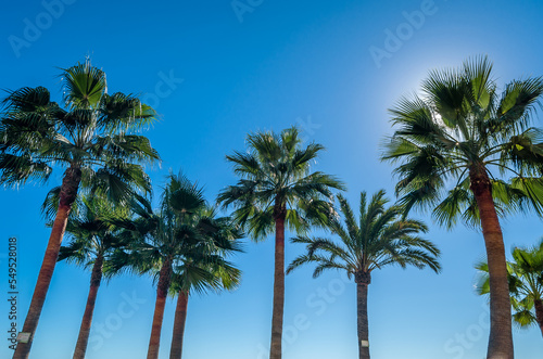 Palm tree, tropical background