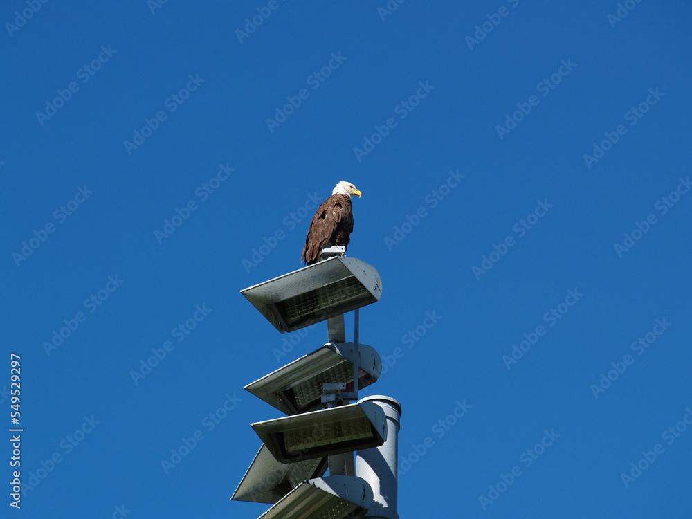 eagle on a roof
