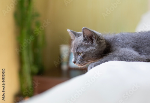 Gray smooth-haired beautiful cat. Breed Russian blue cat. Little kitty