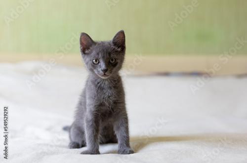 Gray smooth-haired beautiful cat. Breed Russian blue cat. Little kitty