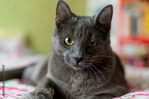 Gray smooth-haired beautiful cat. Breed Russian blue cat.