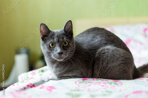 Gray smooth-haired beautiful cat. Breed Russian blue cat.