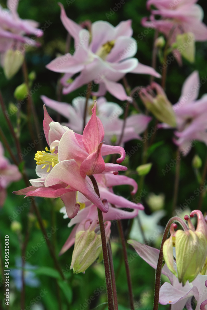 Fototapeta premium Aquilegia 'Origami Rose and White'. Pink Columbine flower background. Soft focus