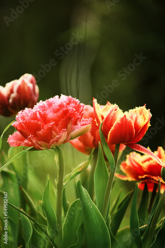 Tulip flowers in the spring garden.