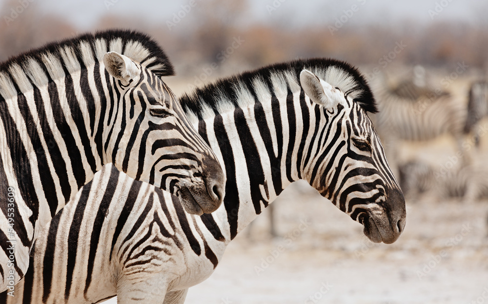Naklejka premium Portrait of two zebras in profile. Etosha. Namibia