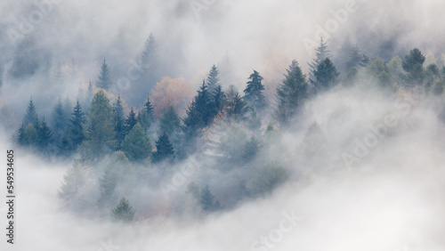 Fotografie, Obraz Misty forest valley in autumn morning
