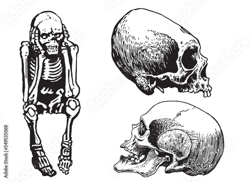 Graphical set of skeletons and human skulls isolated on white,vector illustration. Human fossils. Anatomy photo