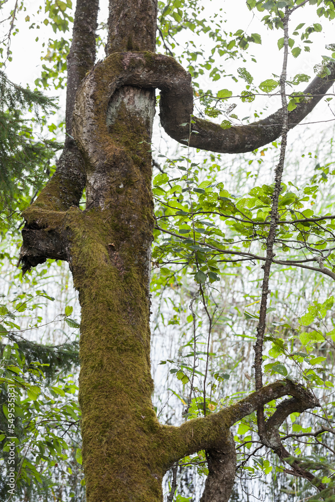 An old tree with winding branches, abstract vertical photo An old tree with winding branches, abstract vertical photo