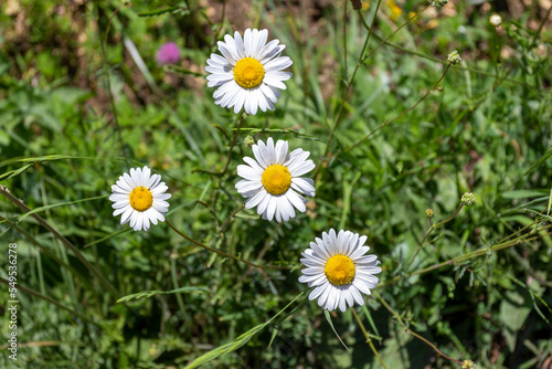 summer-spring mood  natural mountain park  flowering plants in the bosom of nature on a sunny day.