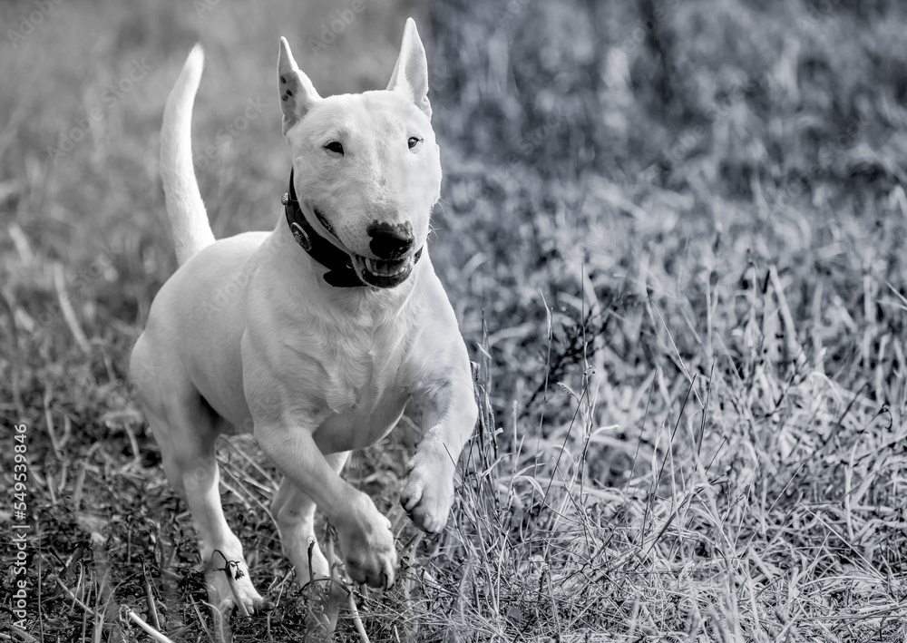 Bull Terrier Miniature playing happy.