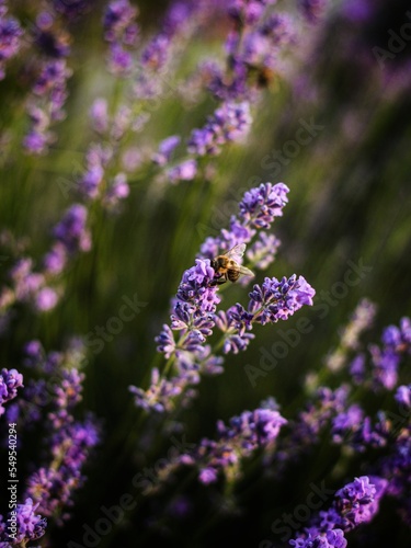 purple flowers