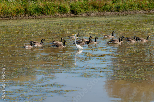 A Great Egret And Canada Geese Gather On The Local Pond