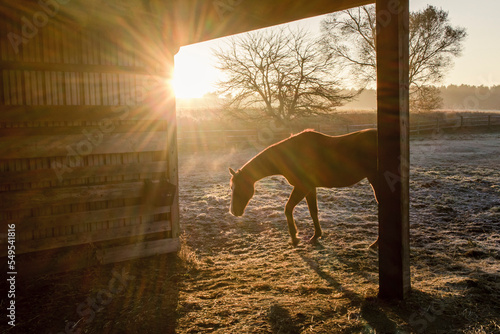 A horse walking into a shed during the sunrise.